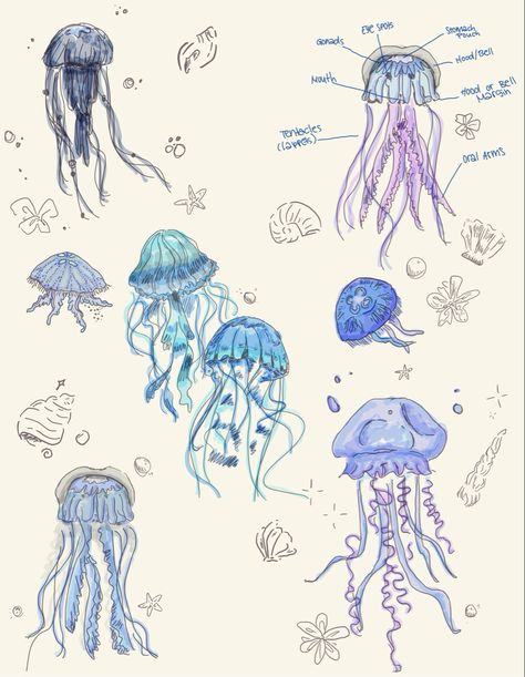 jellyfish drawings doodles digital art sealife seaanimals shells Cartoon Jellyfish Drawing, Jellyfish Doodle Cute, Shells Doodle, Jellyfish Cute Art, Ghibli Jellyfish, How To Draw Jelly Fish Step By Step, Sea Cute Drawing, Jellyfish Pen Drawing, Cute Jellyfish Art