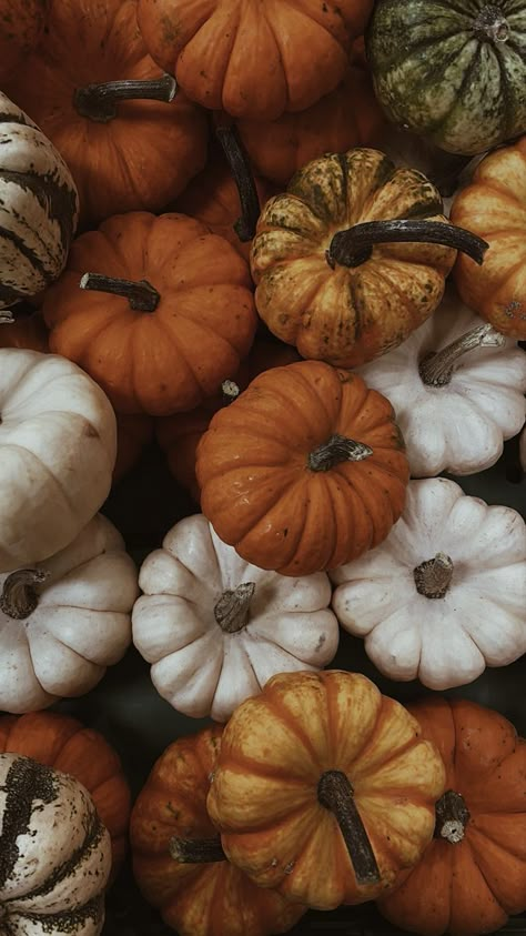 October Aesthetic Pumpkin, Fall Pumpkin Aesthetic Wallpaper, Pumpkin Images Fall, Autumn Season Aesthetic Wallpaper, Pumpkin Spice Aesthetic Wallpaper, Fall Season Background, Autumn Wallpaper Pumpkins, Fall Harvest Aesthetic, Pumpkin Season Wallpaper