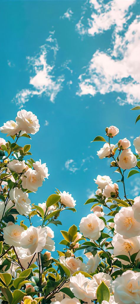 Flowers Sky Aesthetic, Bright Aesthetic Background, Blue Flower Aesthetic Wallpaper, Pretty Landscapes Aesthetic, Sky Blue Wallpaper Aesthetic, Phone Wallpaper Gif, Beautiful Summer Wallpaper, Iphone Wallpaper Landscape, Flowers Photography Wallpaper