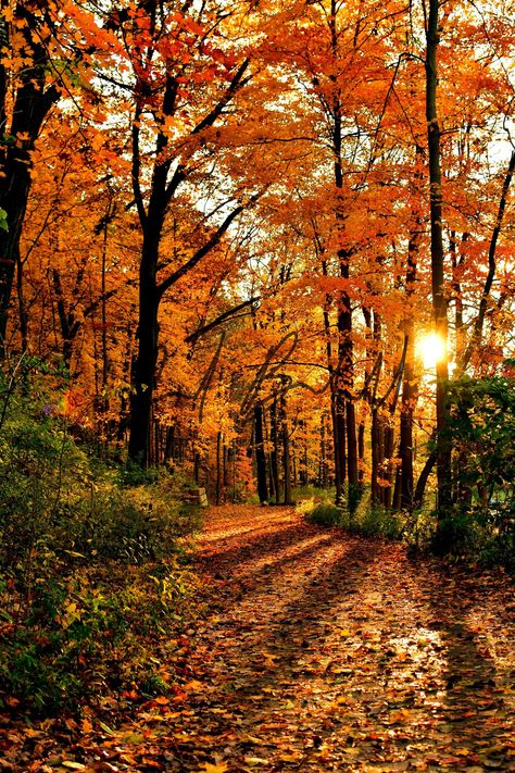 Sunrise illuminating the golden fall colors on a crisp Indiana morning. I arrived at this beautiful location well before sunrise to prepare for taking this image. The rain the night before had knocked many leaves to the ground which coved the path in front of me with beautiful colors of orange, red, and gold. As the sun slowly rose and shined through the trees, the whole scene lit up in a warm glow that lasted only a few minutes. It was a breathtaking scene and I was able to capture the moment b Midwest Landscape, Autumn Cottage, Autumn Magic, Fall Photo, Autumn Scenes, Autumn Scenery, Autumn 2024, Autumn Beauty, Fall Pictures