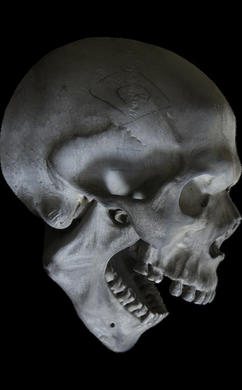 Halloween, Skull, Skeleton, Skull Head, Head, Bone Skull Side View, Skeleton Reference, Skull References, Halloween Films, Skull Anatomy, Skull Reference, Skull Model, Skeleton Anatomy, Life Drawing Reference