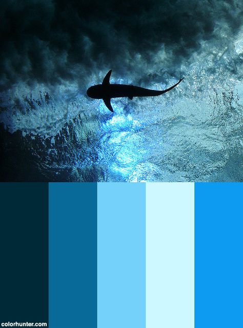 Shark+Bait+Color+Scheme Shark Color Palette, Dido Aesthetic, Shark Bait, Colour Theme, Ocean Colors, Suit Ideas, Shark Week, Fashion Designing, Aesthetic Board