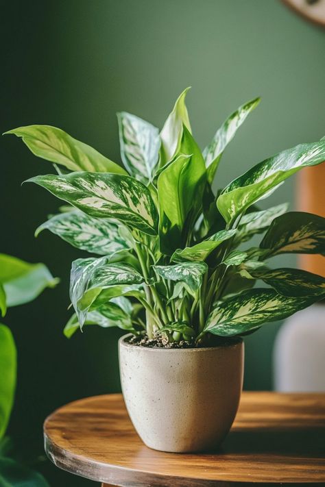 Chinese Evergreen (Aglaonema) is a beautiful and resilient choice for any indoor space! 🌿🏡 Known for its stunning, variegated leaves and easy-care nature, this plant is a delightful blend of vibrant colors and durability. Perfect for adding a touch of lush greenery and elegance, Chinese Evergreen thrives in various conditions and enhances any room. Indulge in this timeless botanical favorite today! 🌱✨ #ChineseEvergreen #Houseplants #IndoorGarden #GreenLiving Aglaonema Plant, Chinese Evergreen Plant, Plant Jungle, Plant Vegetables, Tropical Food, Green Ideas, Chinese Evergreen, Space Ideas, Pretty Plants