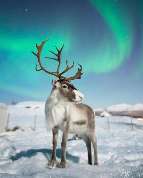 . Photo by @adphotography2410  Reindeer under the northern lights.#wild #natire #wildlife #norway #reindeer #mynorway  #northernlights Northern Lights Norway, The Northern Lights, Wildlife Animals, Wild Life, Aurora Borealis, Beautiful Creatures, The Snow, Animal Kingdom, Animal Photography