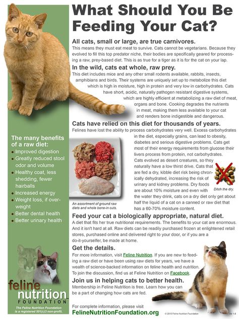 Raw Cat Food Recipes, Homemade Cat Food, Cat Diet, Cat Nutrition, Healthy Cat, Cat Care Tips, Kitten Care, Animal Nutrition, Cat Training