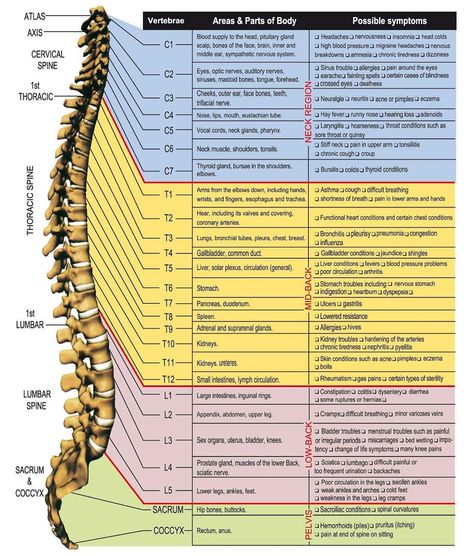 The health of your spine is vital for the health and function of every organ and system in your body. Are you experiencing any of these… Spinal Nerve, Spine Health, Anatomy Physiology, Chiropractic Care, Spinal Cord, Nerve Pain, Anatomy And Physiology, Reflexology, Sciatica