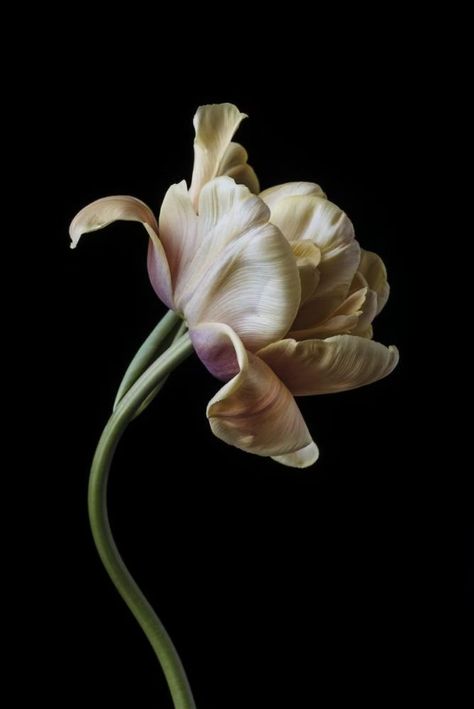 Flor Tattoo, Dark Flowers, Floral Photography, Flowers Nature, Flower Photos, Flower Pictures, Still Life Photography, Love Flowers, Botanical Illustration