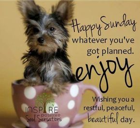 Happy Sunday, Whatever You've Got Planned. Enjoy Wishing You A Restful, Peaceful, Beautiful Day good morning sunday sunday quotes good morning sunday sunday images sunday pictures sunday quotes and sayings Funny Sunday Memes, Sunday Humor, Happy Sunday Images, Sunday Morning Quotes, Sunday Quotes Funny, Sunday Greetings, Sunday Pictures, Good Sunday Morning, Sunday Images