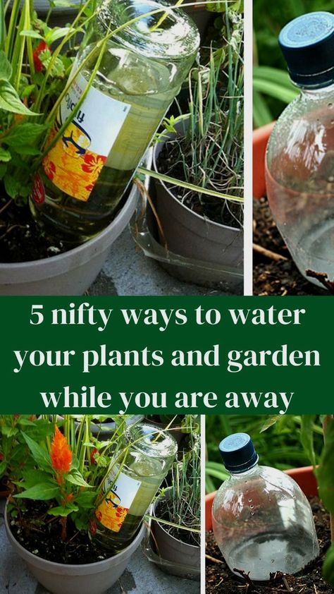 #gardeninghacks #gardenhacks #gardentips #gardenideas Watering Plants Diy, Self Watering Bottle, Modern Indoor Plants, Diy Self Watering, Diy Self Watering Planter, Easy Gardening Hacks, Wine Bottle Garden, Plant Watering System, Self Watering Containers