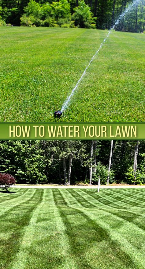 sprinkler watering green lawn with stripes. Lawn Renovation, Organic Lawn Care, Lawn Repair, Lawn Care Schedule, Growing Grass, Landscaping Business, Diy Lawn, Lawn Care Tips, Lush Lawn