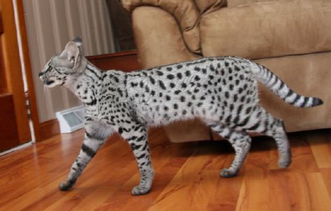 The 10 Largest Domestic Cat Breeds in the World Savanna Cat, Big House Cats, Largest Domestic Cat, Large Domestic Cat Breeds, Best Cat Breeds, Savannah Kitten, Domestic Cat Breeds, Serval Cats, Bobtail Cat