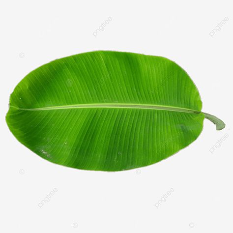 Leaf Png, Bar Counter Design, Flower Reference, Leaves Png, Banana Palm, New Year Illustration, Leaf Ornament, Leaf Illustration, Leaf Border