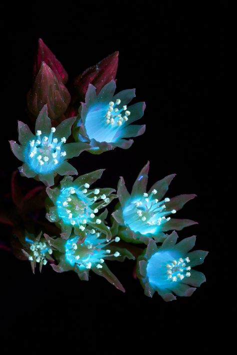 The plants of 'Avatar' in the real world: this is the light that they give off ... Yorokobu Alien Looking Plants, Glowing Plants Art, Alien Flowers Concept, Pandora Plants Avatar, Avatar Plants Pandora, Space Plants Concept Art, Alien Plants Art, Tropical Nightclub, Cyberpunk Plants