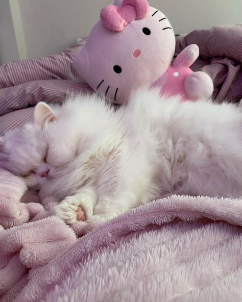 Cat / kitty / persian cat / hello kitty / hellikitty / plushie / pink room / cozy Draw Cute Cat, Cute Cats Pictures, Persian Kittens, Cat Breed, Cat Cute, Persian Cat, Doll Face, Persian, Kittens