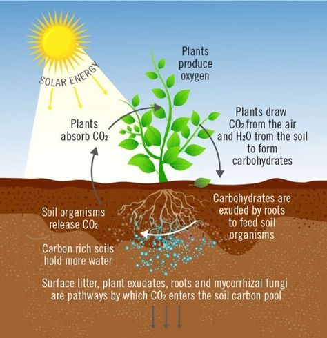 Carbon Cycle, Carbon Sequestration, Improve Soil Quality, Organic Compost, Workout Posters, Soil Health, Plant Drawing, Carbon Dioxide, Organic Fertilizer