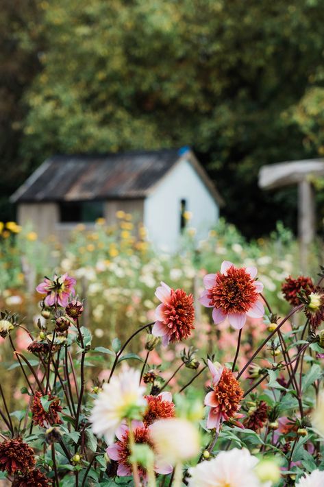 Flowers Countryside, Flower Farmer Aesthetic, Flower Farm Pictures, Flower Garden Photography, Wild Gardening, Countryside Flowers, Wild Flowers Photography, Wild Flower Farm, Flower Farm Branding