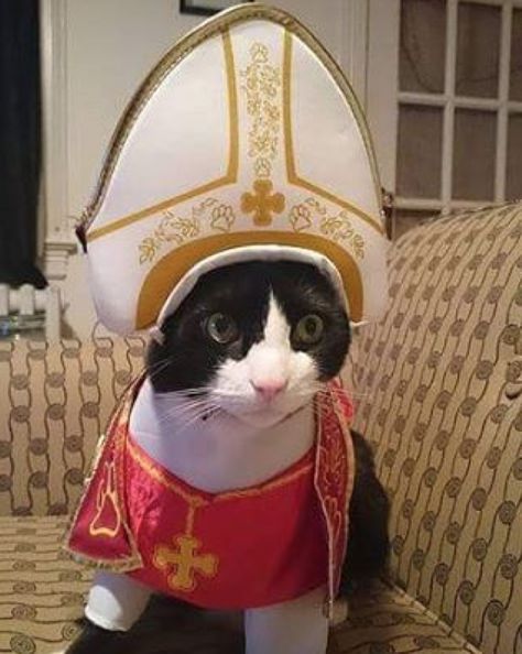 CAT-HOLIC Pet Tarot, Cats Halloween Costumes, Cottage Cat, Cats With Hats, Chuckle Sandwich, Cats Halloween, Sunday Blessings, Cat Halloween Costume, Photos Of Animals