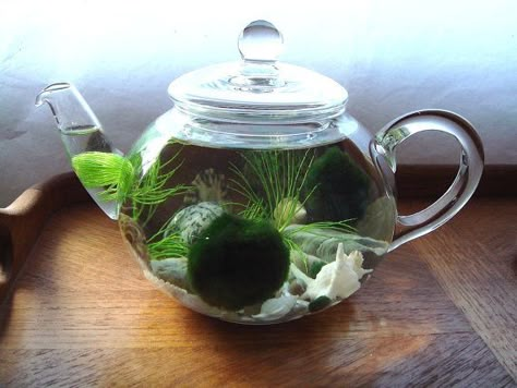 Marimo Moss Ball Aquarium, Moss Ball Aquarium, Beach Jar, Marimo Moss Ball Terrarium, Taman Air, Marimo Moss Ball, Marimo Moss, Mini Aquarium, Indoor Water Garden