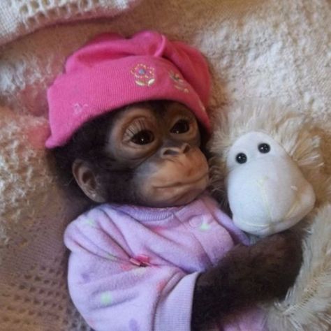 Cute Monkey Pictures, Cute Monkeys, Baby Monkeys, Funny Monkey, Monkey Pictures, Funny Animal Photos, Monkeys Funny, Cute Monkey, A Monkey