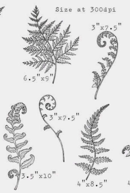 Matching Fern Tattoos, Fern Curl Tattoo, Fiddle Head Fern Drawing, Fern Stomach Tattoo, Fiddle Fern Tattoo, Foliage Filler Tattoo, Unfurling Fern Tattoo, Curly Fern Tattoo, Fern Line Tattoo