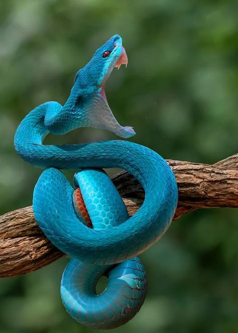 Angry Snake, Snake Photos, Poisonous Snakes, Angry Animals, Colorful Snakes, Pretty Snakes, Snake Drawing, Snake Wallpaper, Beautiful Snakes