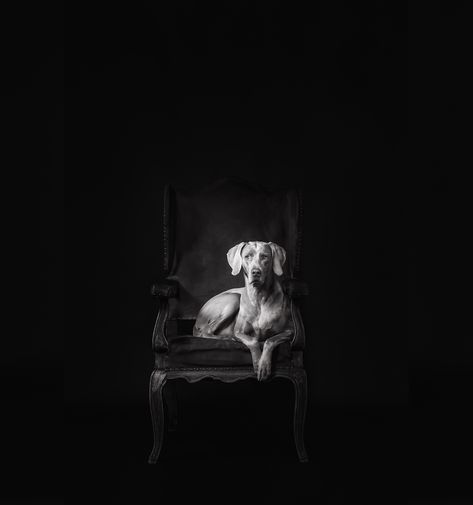 Awards 2022 - Dog Photography Awards Dog Photography Creative, Dog Photography Studio, Dog Portrait Photography, Pet Photography Studio, Dog Photography Ideas, Dog Photo Shoot, Greenland Dog, Pet Portraits Photography, Animal Photoshoot