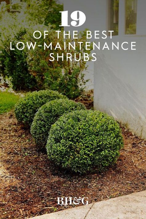 Setting the standard for formal clipped hedges, boxwood has the ability to withstand frequent shearing and shaping into perfect geometric forms. #garden #gardenideas #gardenplants #landscaping #besthedges #hedgeideas #bhg Easy Care Shrubs, Large Front Yard Hardscaping Ideas, Front Yard Landscaping Ideas With Shrubs, Backyard Shrubs Landscaping Ideas, Modern Midwest Landscaping, Large Bushes In Front Of House, Soft Touch Holly Landscaping, Full Sun Bushes Shrubs, Private Backyard Landscaping