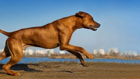 Dog Reference, Dog Running, Running Buddies, Running Dog, American Staffordshire Terrier, Best Dog Breeds, Rhodesian Ridgeback, Dog Activities, Can Dogs Eat