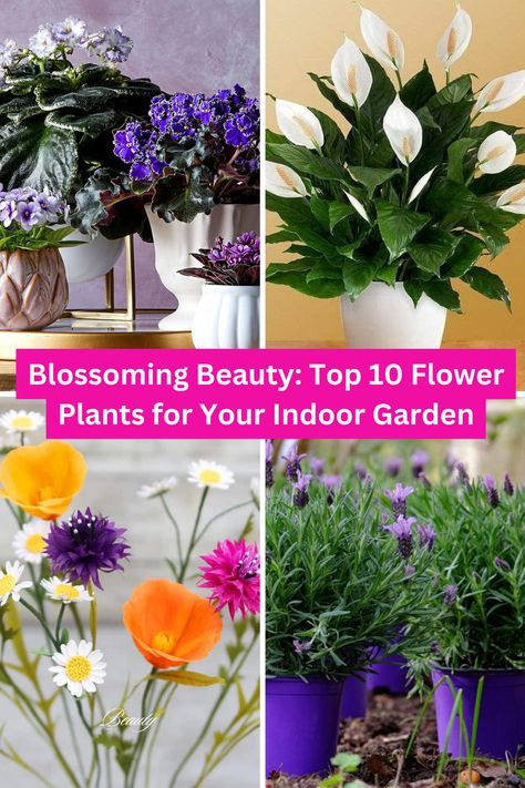 Flower Plants for Indoor Garden Flowering Plants Indoor, Flowering House Plants Indoor, Grow Flowers Indoors, Flowers To Grow Indoors, Growing Flowers Indoors, Indoor Flower Garden, Outdoor Flowering Plants, Indoor Orchids, Flowering House Plants