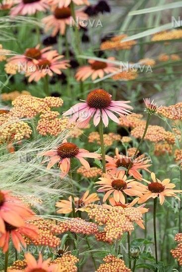 Prairie Garden, Achillea Millefolium, Cut Flower Garden, Have Inspiration, Plant Photography, Plant Combinations, Garden Borders, Colorful Garden, Garden Cottage