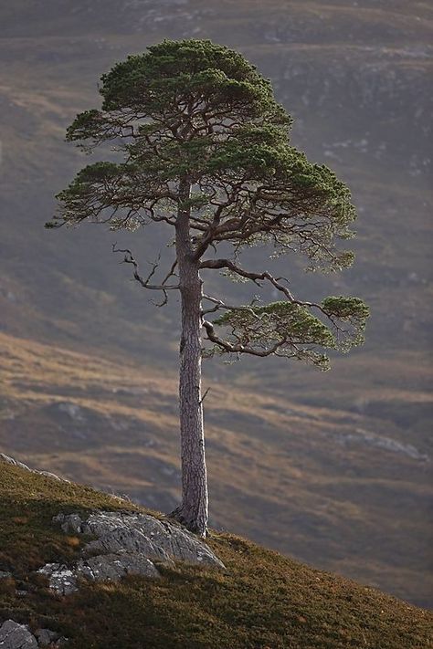 Scots Pine Tree, Tree Reference, Scots Pine, Amazing Trees, Lone Tree, Fairy Queen, Beautiful Trees, Tree Photography, Unique Trees