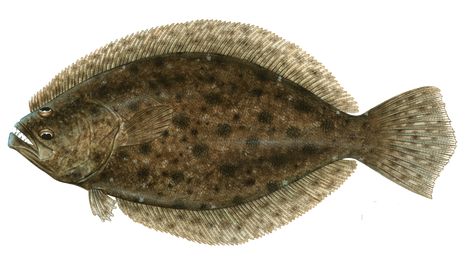 Southern Flounder | Florida Fish and Wildlife Conservation Commission Coral Reef Drawing, Ocean Springs Mississippi, Florida Fish, Mississippi Gulf Coast, Fish Silhouette, Fishing Art, Ocean Springs, Animal Reference, State Of Florida