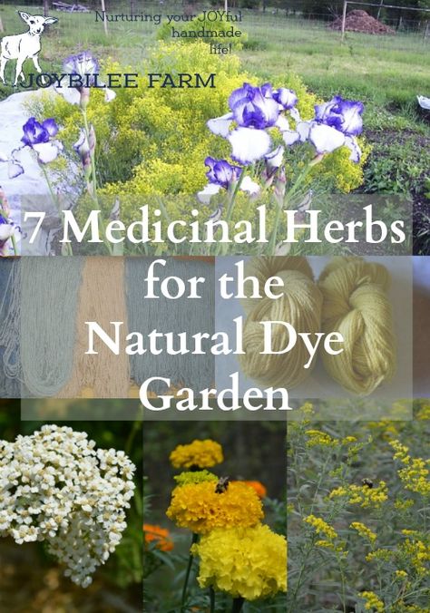 7 Medicinal Herbs for the Natural Dye Garden Dye Garden, Farm Diy, Medicinal Herbs Garden, Medical Herbs, Natural Dye Fabric, Eco Dyeing, Primary Colours, Eco Printing, Plant Dyes