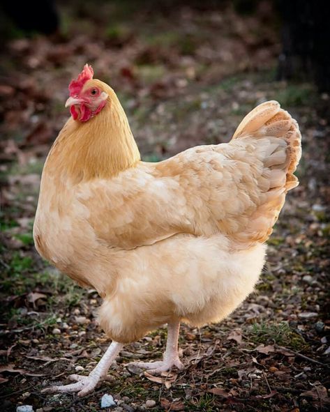 Buff Orpington Chickens: All You Need to Know About This Delightful Breed - Heritage Acres Market LLC Laying Hens Breeds, Chicken Colors, Buff Orpington Hen, Steppe Eagle, Buff Orpington Chickens, Orpington Chickens, Fantasy Future, Chicken Roost, Buff Orpington