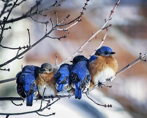 Eastern Bluebird, Winter Birds, Winter Bird, Bird Photos, Blue Birds, New Painting, Backyard Birds, Bird Pictures, Pretty Birds