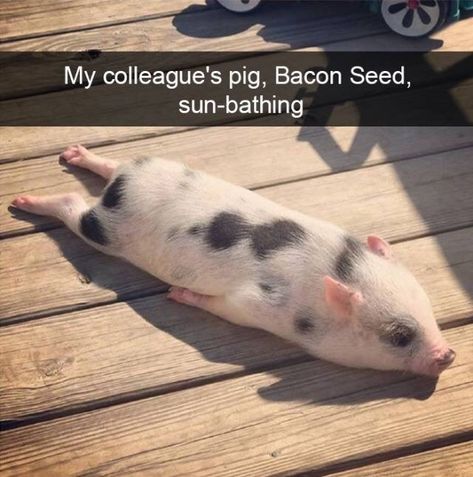 34 Extra Animal Snaps Here To Add Extra Flare To Your Day - I Can Has Cheezburger? Cute Piglets, Mini Pigs, Baby Animals Pictures, Baby Pigs, This Little Piggy, Baby Animals Funny, Cute Pigs, Cute Animal Photos