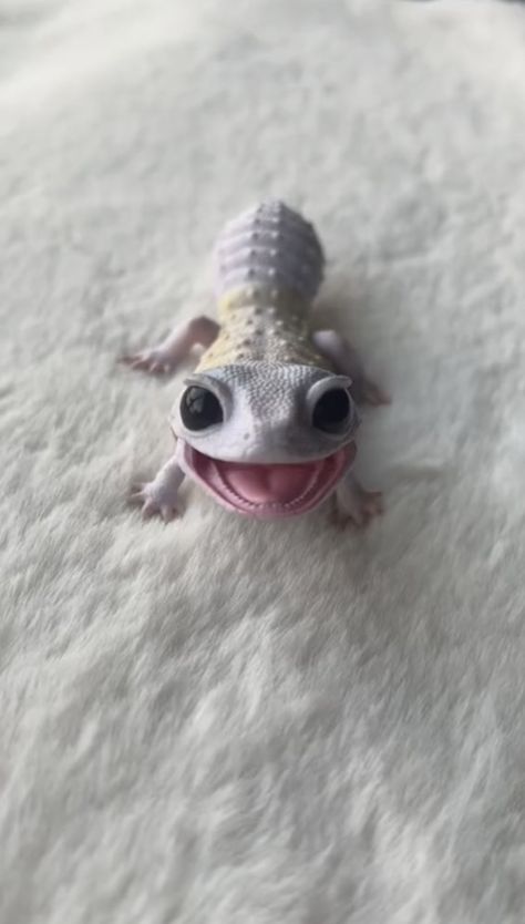 Cute Gecko, Cute Lizard, Cutee Animals, Cute Reptiles, Cute Small Animals, Cute Animals Puppies, Funny Animal Photos, Super Cute Animals, Pretty Animals