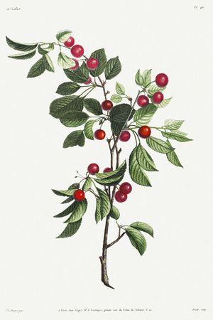 Tattoo Cherries, Branch Illustration, Fruit Branch, Illustration Botanical, Free Illustration Images, Flower Drawings, Illustration Botanique, Cherry Fruit, Cleveland Museum Of Art