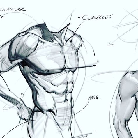 Sketches Male, How To Draw Abs, Arm Anatomy, Doodles Sketches, Man Anatomy, Anatomy Tutorial, Male Torso, Human Anatomy Drawing, Body Sketches