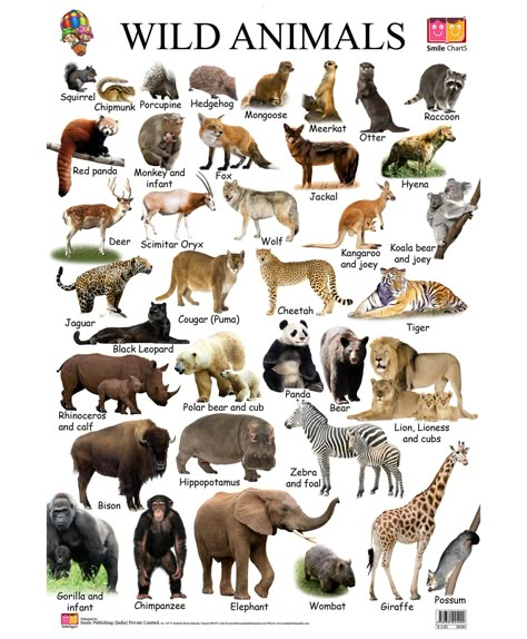 Animals Name With Picture, Animal Chart, Animals Name List, Wild Animals List, Animal Pictures For Kids, Animals Name In English, Lioness And Cubs, Cnidaria, Wild Animals Pictures