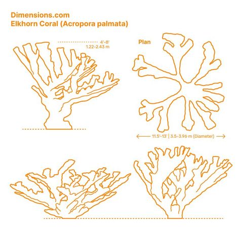 The Elkhorn Coral (Acropora palmata) is a fast-growing coral easily identified by its complex branching structure composed of colonies of dense stands forming interlocking thickets. This structure makes it resemble elk antlers. It is mostly found in the Caribbean and Bahamas very close to the shoreline. Downloads online #corals #invertebrates #animals Invertebrates Animals, Elkhorn Coral, Coral Tattoo, Acropora Coral, Coral Drawing, Art Page Ideas, Coral Ocean, Sea Scape, Magical Nature