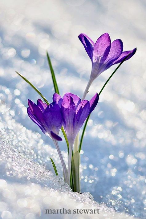 Flowers In The Snow, Spring Blooming Trees, Plants Under Trees, Smelling Flowers, Crocus Flower, Snow Flower, Garden Calendar, Winter Flowers, Spring Blooms