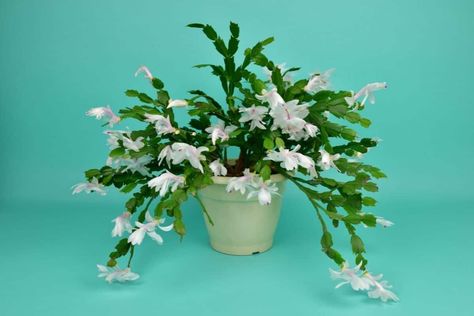 Blooming chritsmas cactus with a white flwoers on a blue background. Christmas Cactus Care, Christmas Plant, Christmas Cactus Plant, Easter Cactus, Thanksgiving Cactus, Holiday Cactus, Ornamental Kale, Cactus Care, Chinese Money Plant