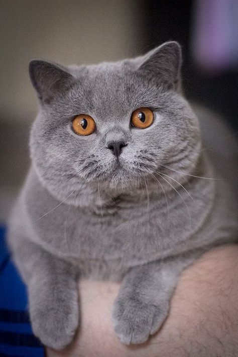 Grey Cat Breeds, British Blue Cat, Chartreux Cat, British Cats, British Shorthair Kittens, Grey Kitten, British Shorthair Cats, Grey Cat, Cat Breed