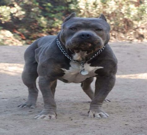 Blue Nose PitBull - 15 Interesting Facts About this Dog Pitbull Blue, Blue Pitbull, Blue Nose Pitbull, Blue Pits, Bully Dog, Pitbull Puppies, Pitbull Lover, Bull Terrier Dog, Bully Breeds