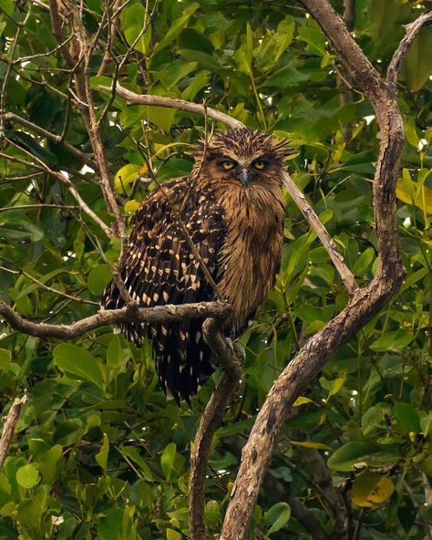 Laos Vietnam, Owl Photos, Wildlife Photographer, Naha, West Bengal, Animal Planet, Lonely Planet, Wildlife Photography, Myanmar