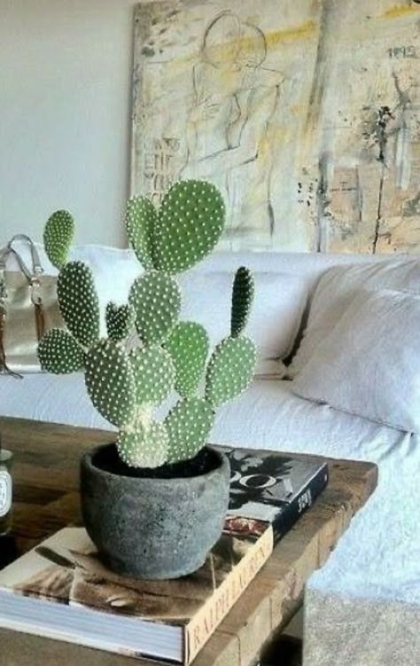 Bunny Ear Cactus, Vertical Garden Plants, Indoor Planting, Front Garden Landscape, Plant Wishlist, Plants Succulents, Plant Vase, Table Cafe, House Plants Decor