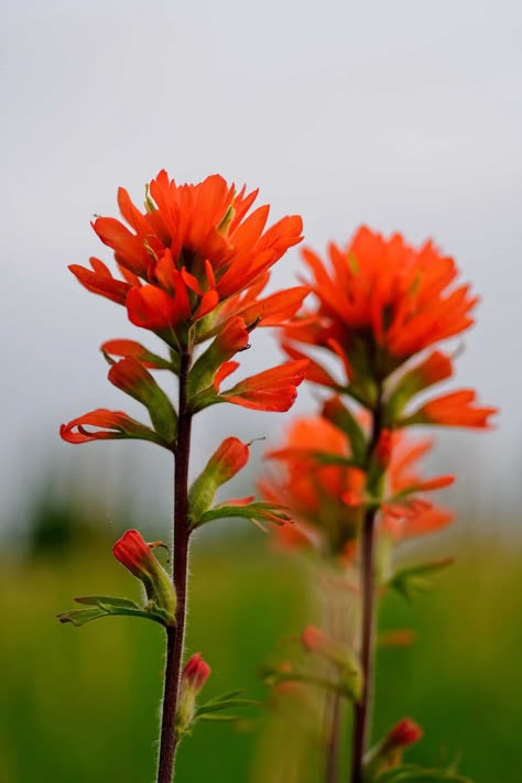 Paintbrush Flower, Indian Paintbrush Flowers, Growing Grass, Plant Benefits, Native Plant Gardening, Indian Paintbrush, Indian Flowers, Shoulder Tattoos, Desert Flowers