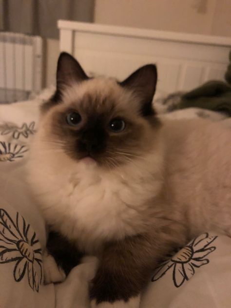 ragdoll kitten Cute Cat Ragdoll, Ragdoll Cats Aesthetic, Cute Cats Fluffy, Siamese Ragdoll Cat, Simease Kitten, Cute Ragdoll Kittens, Baby Ragdoll Cat, Color Point Cat, Ragdoll Cats And Kittens