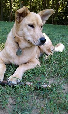 Top 10 Rare Dogs | HubPages Dog Kinds, Dingo Dog, Carolina Dog, Rare Dogs, Rare Dog Breeds, Dogs Breeds, Wild Dogs, Puppies Funny, Dog Breed